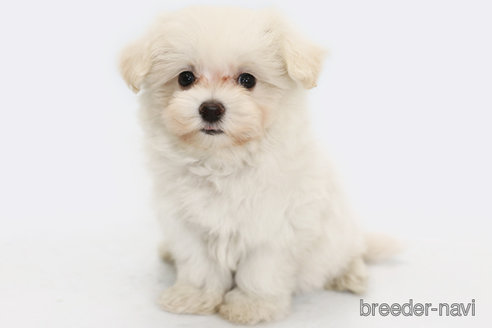 成約済の神奈川県のミックス犬-313788